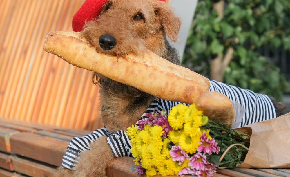 Main image, dog in France.jpg
