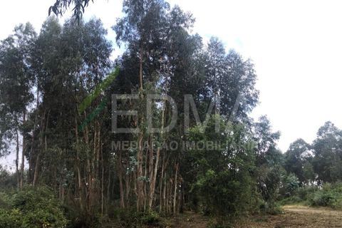 Terra a Aves, Porto, Aves - € 280.000 | Ref: MC2106C14T1 - foto 3