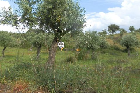 Helårsgrund i Castelo Branco, Castelo Branco, Castelo Branco - € 9.000 | Ref: 2314 - foto 2
