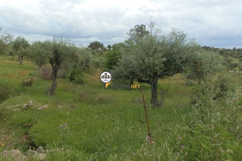 Helårsgrund i Castelo Branco, Castelo Branco, Castelo Branco - € 9.000 | Ref: 2314 - foto 5