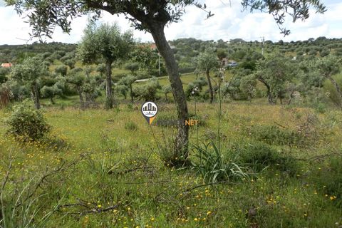 Helårsgrund i Castelo Branco, Castelo Branco, Castelo Branco - € 9.000 | Ref: 2314 - foto 7