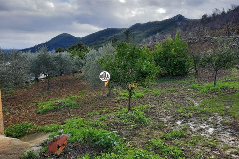 Terra em Proenca-a-Nova, Castelo Branco, Proenca-a-Nova - € 165.000 | Ref: 2319 - foto 22
