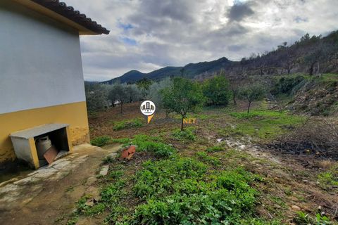 Terra em Proenca-a-Nova, Castelo Branco, Proenca-a-Nova - € 165.000 | Ref: 2319 - foto 23