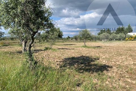 Helårsgrund i Castelo Branco, Castelo Branco, Castelo Branco - € 24.000 | Ref: LRD001 - foto 2