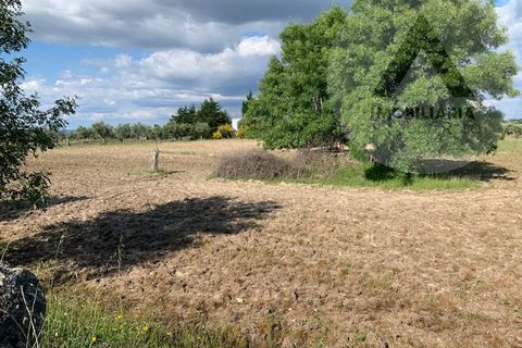 Helårsgrund i Castelo Branco, Castelo Branco, Castelo Branco - € 24.000 | Ref: LRD001 - foto 11