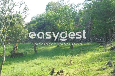 Helårsgrund i Terra Cha, Terceira, Terra Cha - € 60.000 | Ref: AZ83334MS - foto 5