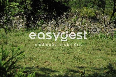Helårsgrund i Terra Cha, Terceira, Terra Cha - € 25.000 | Ref: AZ83335MS - foto 3