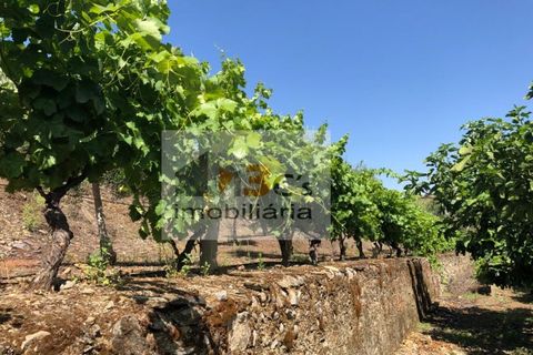 Terra a Torre de Moncorvo, Braganca, Torre de Moncorvo - € 110.000 | Ref: TER_1421 - foto 12