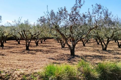 Landejendom i Agullent, Valencia, Agullent - € 48.000 | Ref: 2607 - foto 5