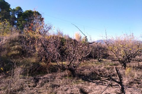 Tomt i Benillup, Alicante, Benillup - € 35 000 | Ref: 8168 - foto 5