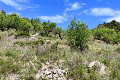 Finca i Benasau, Alicante, Benasau - € 49.000 | Ref: 2803 - foto 21