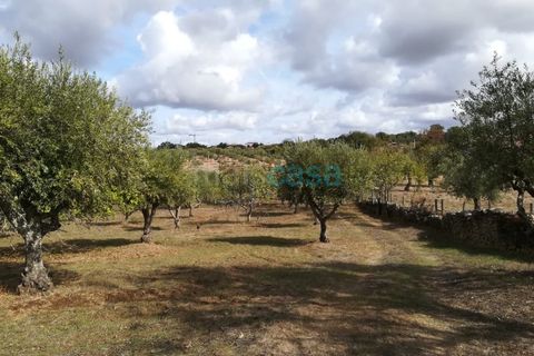 Helårsgrund i Nisa, Portalegre, Nisa - € 60.000 | Ref: TER_2719 - foto 4