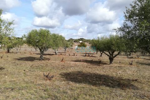 Helårsgrund i Nisa, Portalegre, Nisa - € 60.000 | Ref: TER_2719 - foto 5