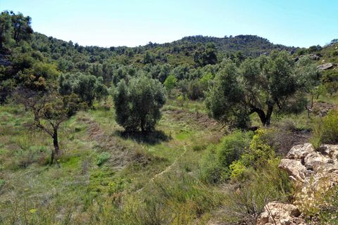 Finca i Maella, Zaragoza, Maella - € 17.500 | Ref: 0725 - foto 16