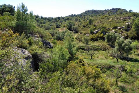 Finca i Maella, Zaragoza, Maella - € 17.500 | Ref: 0725 - foto 6