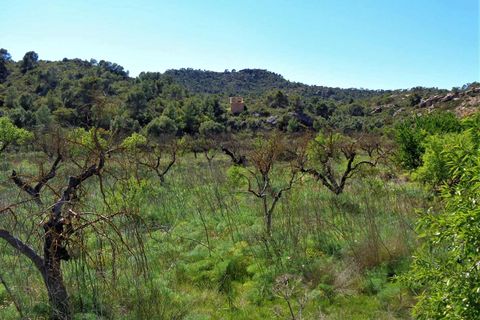 Finca i Maella, Zaragoza, Maella - € 17.500 | Ref: 0725 - foto 17