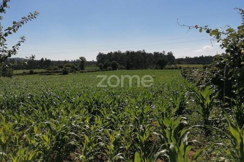 Helårsgrund i Braga, Braga, Braga - € 33.000 | Ref: ZMPT545708 - foto 4