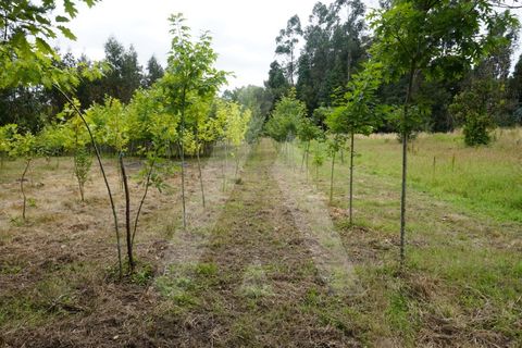 Helårsgrund i Eixo e Eirol, Aveiro, Eixo e Eirol - € 100.000 | Ref: 1011164/21 GL - foto 4