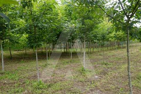 Helårsgrund i Eixo e Eirol, Aveiro, Eixo e Eirol - € 100.000 | Ref: 1011164/21 GL - foto 5