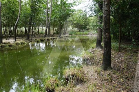 Helårsgrund i Eixo e Eirol, Aveiro, Eixo e Eirol - € 100.000 | Ref: 1011164/21 GL - foto 9