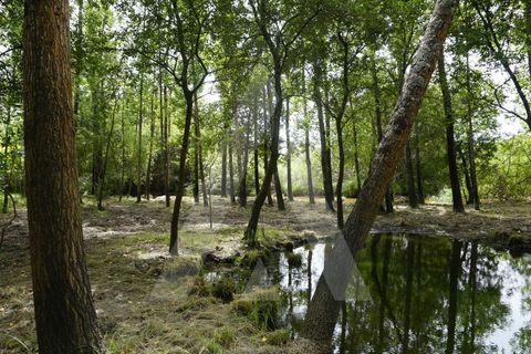 Helårsgrund i Eixo e Eirol, Aveiro, Eixo e Eirol - € 100.000 | Ref: 1011164/21 GL - foto 10