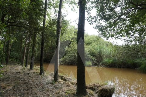 Helårsgrund i Eixo e Eirol, Aveiro, Eixo e Eirol - € 100.000 | Ref: 1011164/21 GL - foto 13