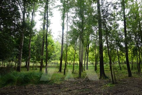 Helårsgrund i Eixo e Eirol, Aveiro, Eixo e Eirol - € 100.000 | Ref: 1011164/21 GL - foto 14