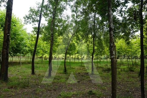 Helårsgrund i Eixo e Eirol, Aveiro, Eixo e Eirol - € 100.000 | Ref: 1011164/21 GL - foto 15