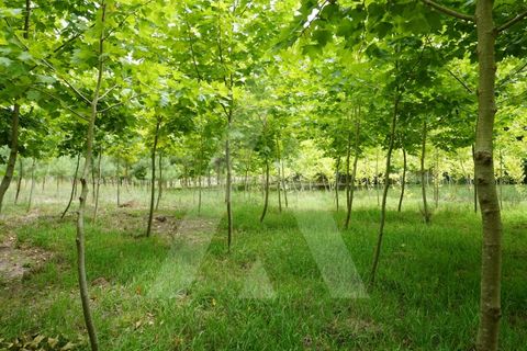 Helårsgrund i Eixo e Eirol, Aveiro, Eixo e Eirol - € 100.000 | Ref: 1011164/21 GL - foto 16
