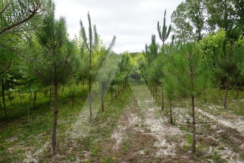 Helårsgrund i Eixo e Eirol, Aveiro, Eixo e Eirol - € 100.000 | Ref: 1011164/21 GL - foto 18