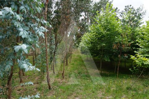 Helårsgrund i Eixo e Eirol, Aveiro, Eixo e Eirol - € 100.000 | Ref: 1011164/21 GL - foto 19