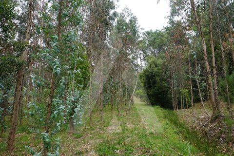 Helårsgrund i Eixo e Eirol, Aveiro, Eixo e Eirol - € 100.000 | Ref: 1011164/21 GL - foto 21