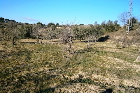 Terra a Agullent, Valencia, Agullent - € 50.000 | Ref: 8160 - foto 2