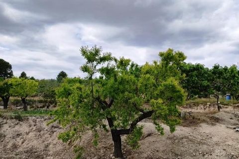 Finca i Millena, Alicante, Millena - € 220.000 | Ref: 2779 - foto 34