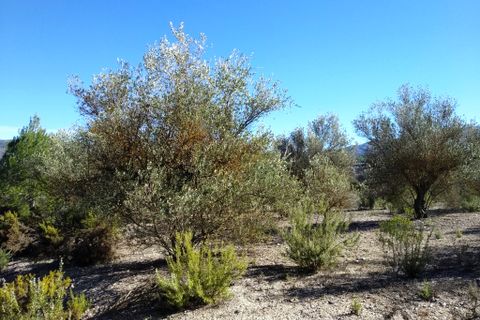 Helårsgrund i Benimarfull, Alicante, Benimarfull - € 45.000 | Ref: 8171 - foto 8
