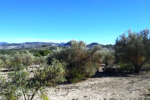 Helårsgrund i Benimarfull, Alicante, Benimarfull - € 45.000 | Ref: 8171 - foto 10