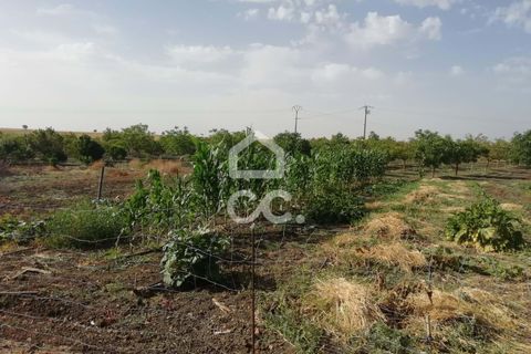 Farm hus i Beja, Beja, Beja - € 650.000 | Ref: 333/Q/01071 - foto 7