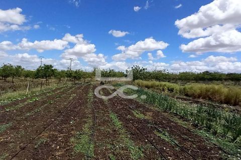 Farm hus i Beja, Beja, Beja - € 650.000 | Ref: 333/Q/01071 - foto 4