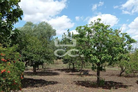 Farm hus i Beja, Beja, Beja - € 650.000 | Ref: 333/Q/01071 - foto 6