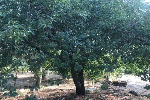 Landejendom i Cisternino, Brindisi, Cisternino - € 230.000 | Ref: 126 - foto 16