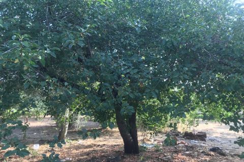 Landejendom i Cisternino, Brindisi, Cisternino - € 230.000 | Ref: 126 - foto 32