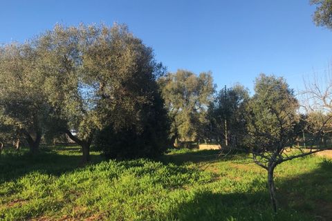 Landejendom i Ostuni, Brindisi, Ostuni - € 75.000 | Ref: 117 - foto 17