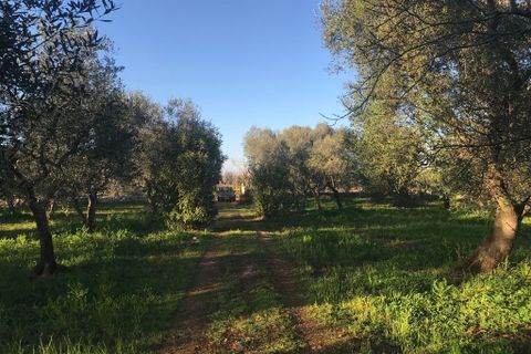 Landejendom i Ostuni, Brindisi, Ostuni - € 75.000 | Ref: 117 - foto 18