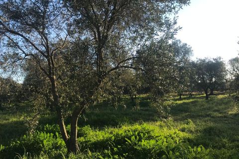 Landejendom i Ostuni, Brindisi, Ostuni - € 75.000 | Ref: 117 - foto 16