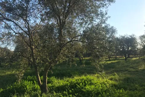 Landejendom i Ostuni, Brindisi, Ostuni - € 75.000 | Ref: 117 - foto 14