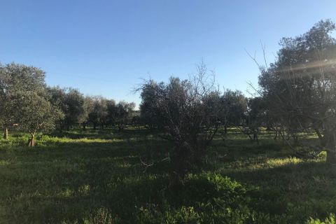 Landejendom i Ostuni, Brindisi, Ostuni - € 75.000 | Ref: 117 - foto 11