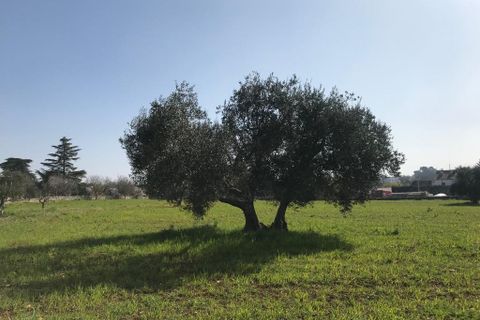 Landejendom i Ostuni, Brindisi, Ostuni - € 150.000 | Ref: 110 - foto 17