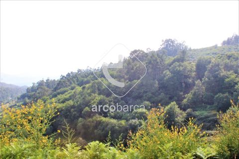 Terra a Ponte de Lima, Viana do Castelo, Ponte de Lima - € 20.000 | Ref: AV4459 - foto 10
