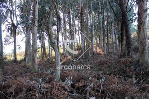 Helårsgrund i Ponte da Barca, Viana do Castelo, Ponte da Barca - € 35.000 | Ref: AV4116 - foto 5