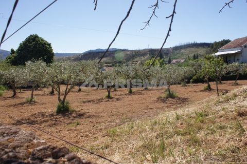 Helårsgrund i Castelo Branco, Castelo Branco, Castelo Branco - € 25.000 | Ref: PP3116 - foto 5
